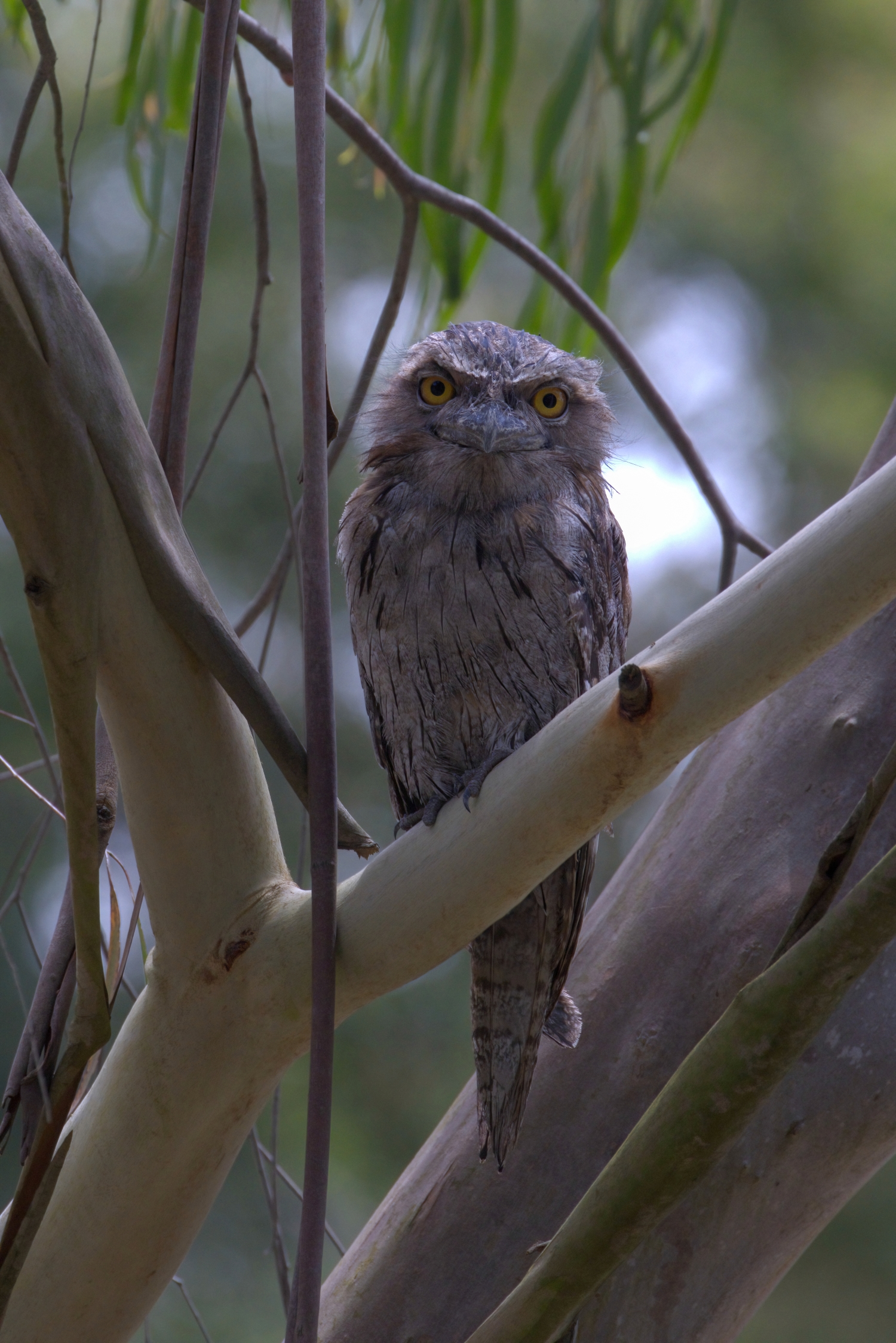 Frogmouth 2 01 01 25--DeNoiseAI-standard resize.jpg