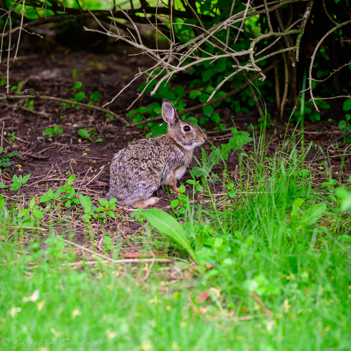 Frontyard Bunny-2.jpg