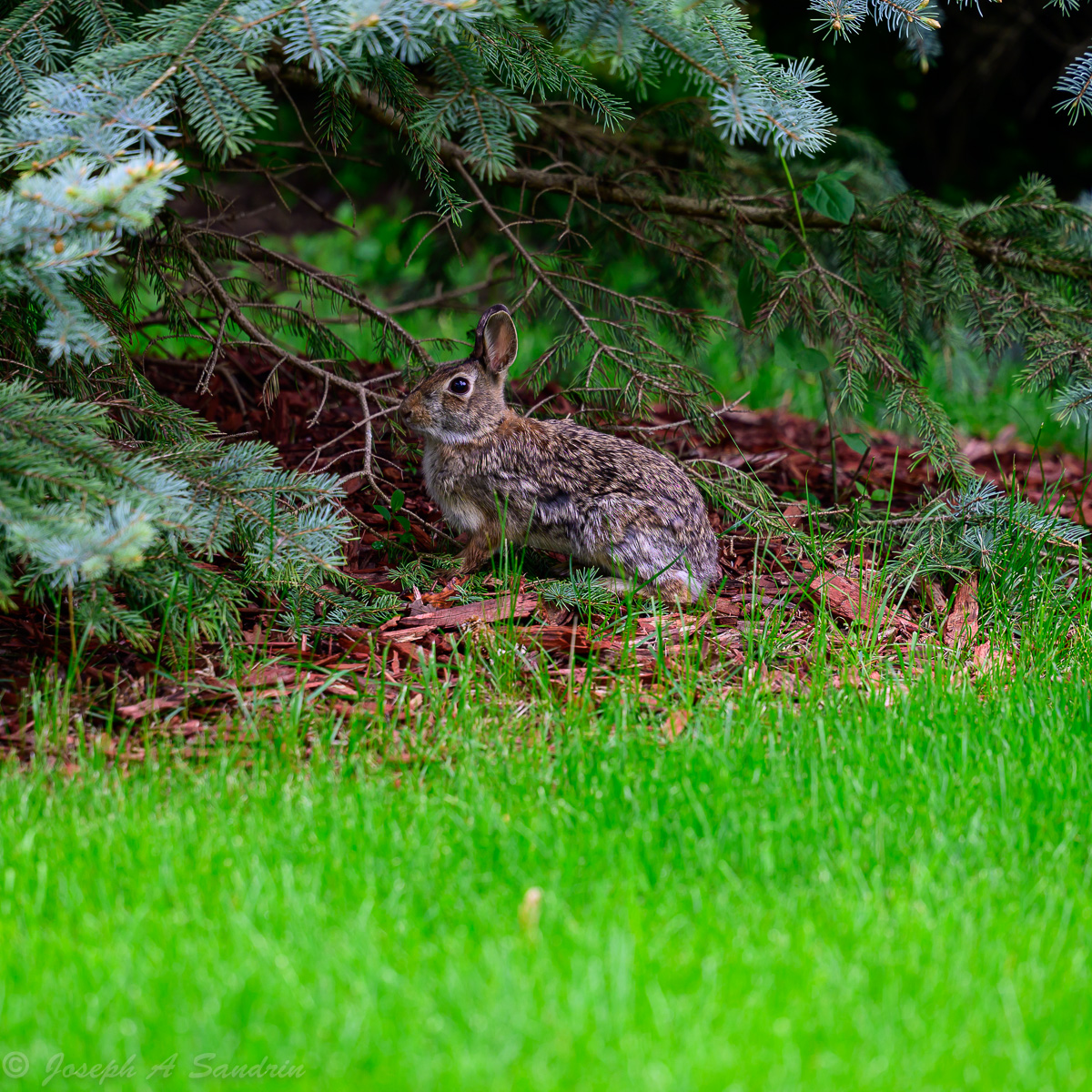 Frontyard Bunny.jpg