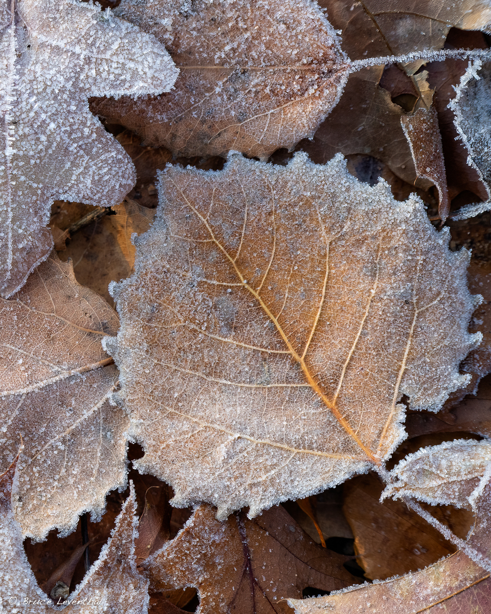 Frost Vignette 2Z8L_7536-Edit.jpg