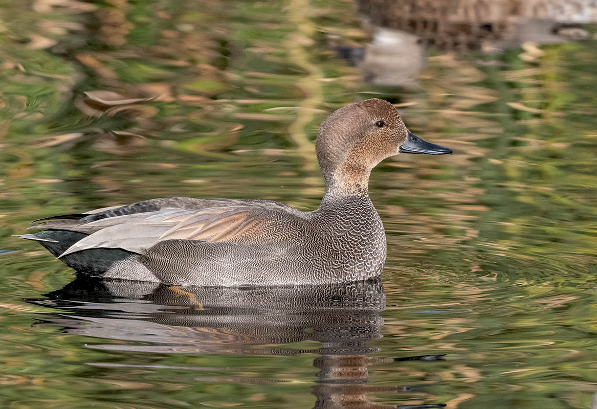 Gadwall  Sweetwater  500_121312082020.jpg