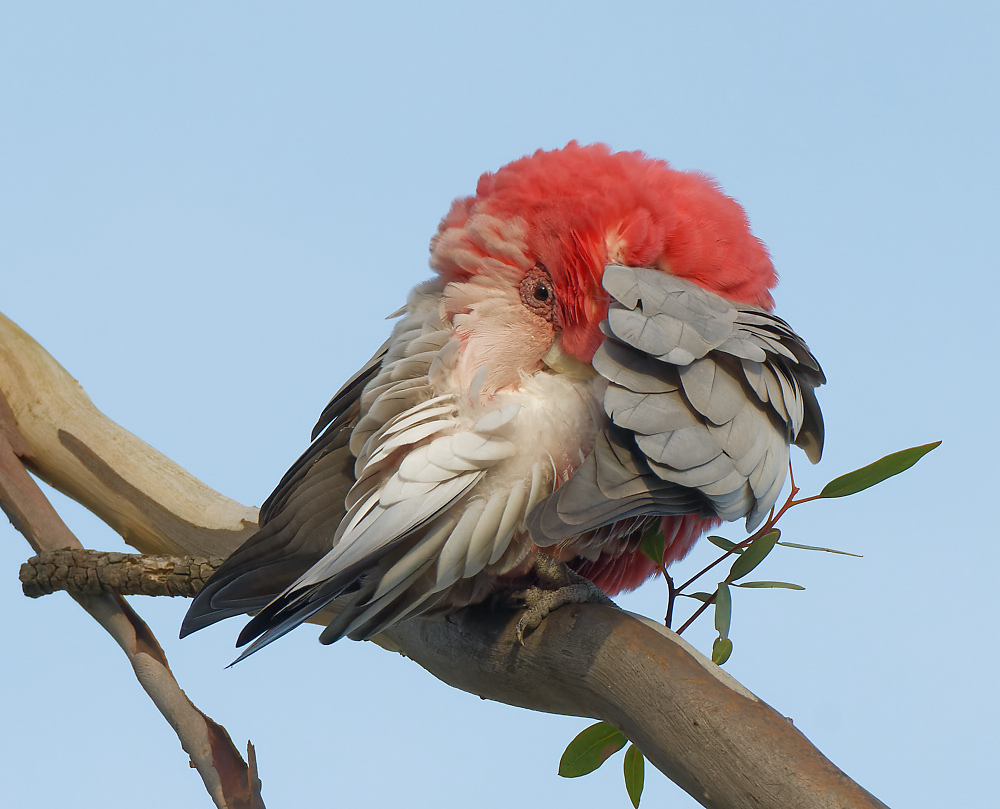 Galah-241000.jpg