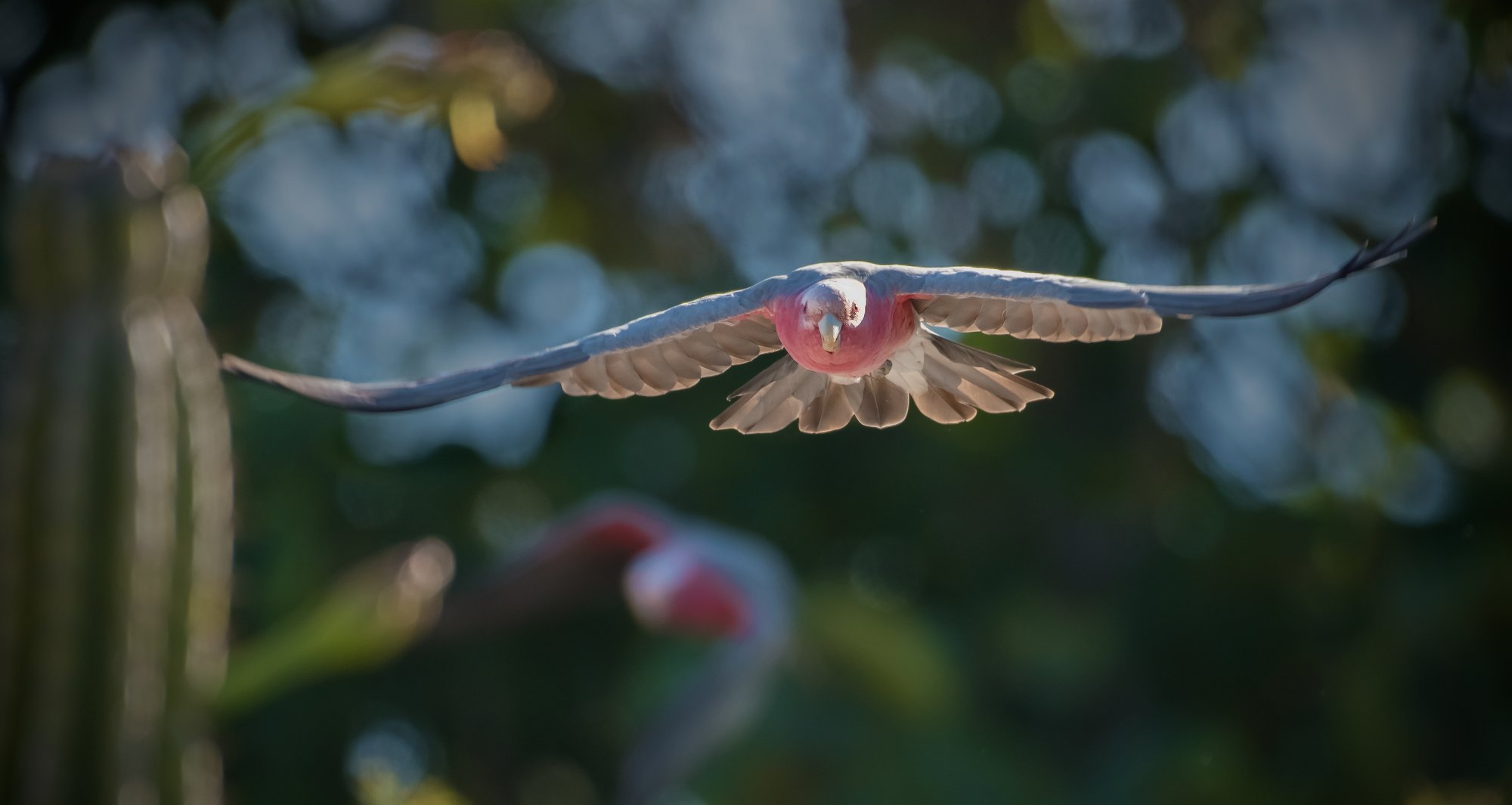 Galah in Flight Front On.jpg