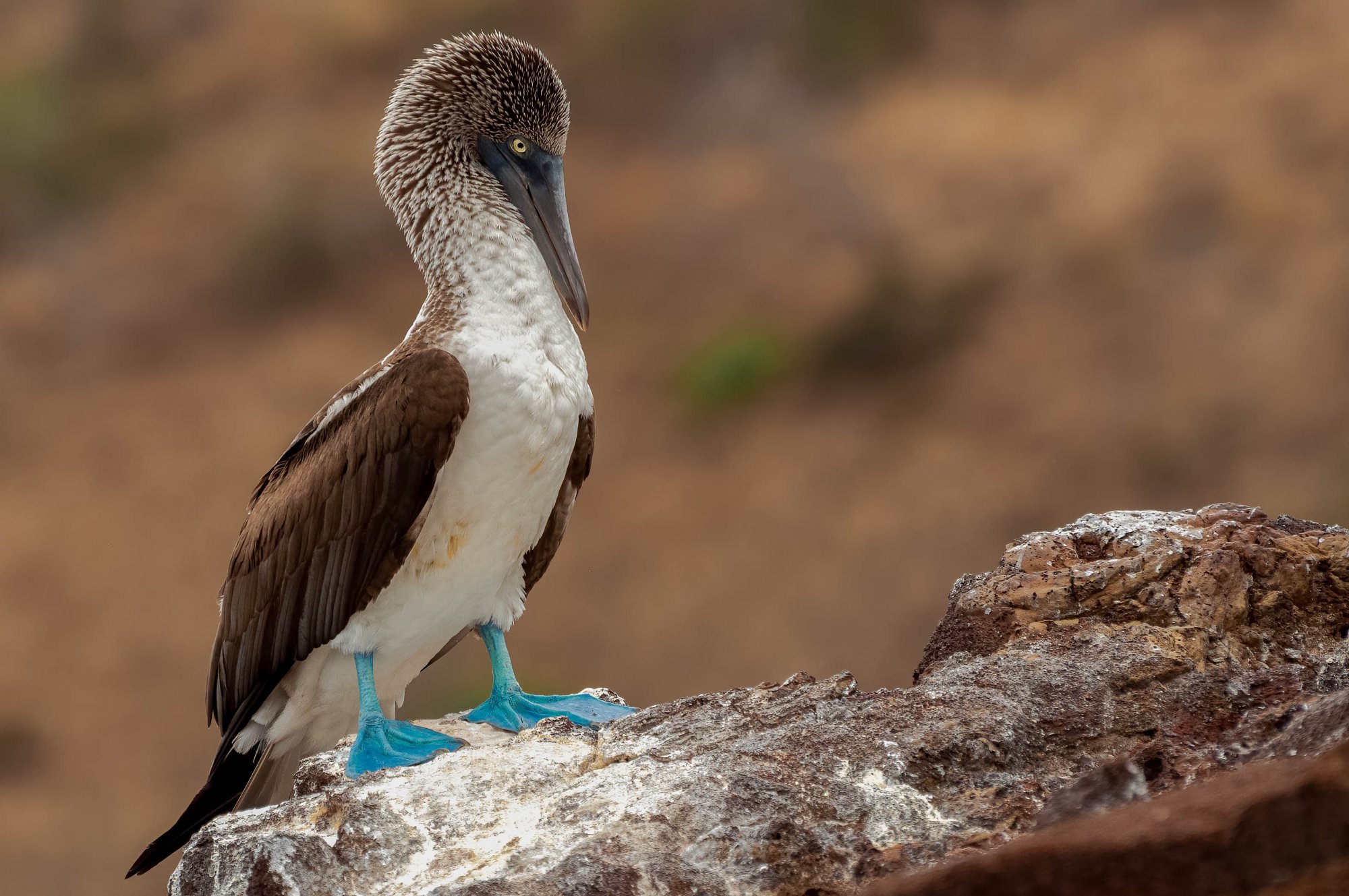 Galapagos-0720-IMG_00018NIKON D5000-Edit.jpg