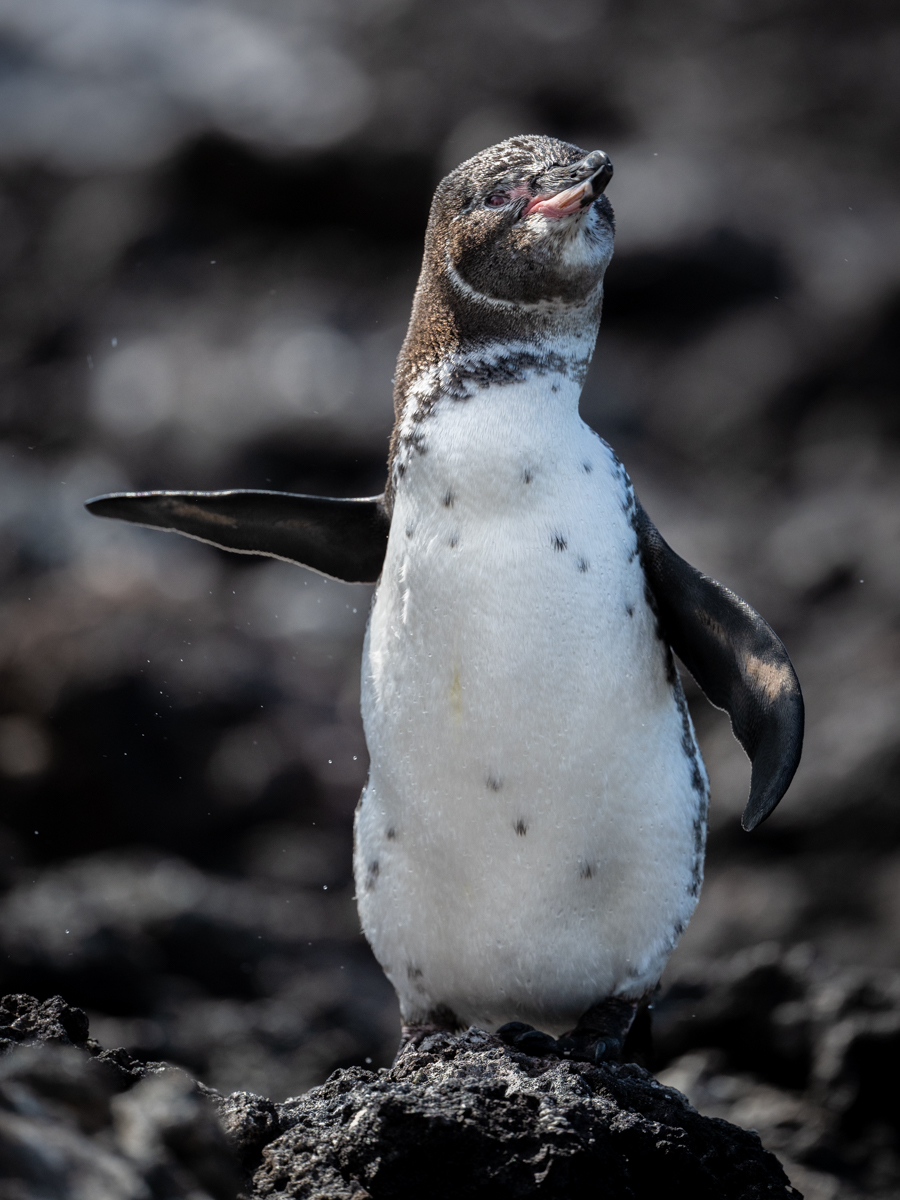 Galapagos Penguin.jpg