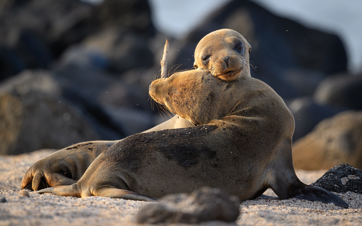 Galapagos Sea Lion pups.jpg