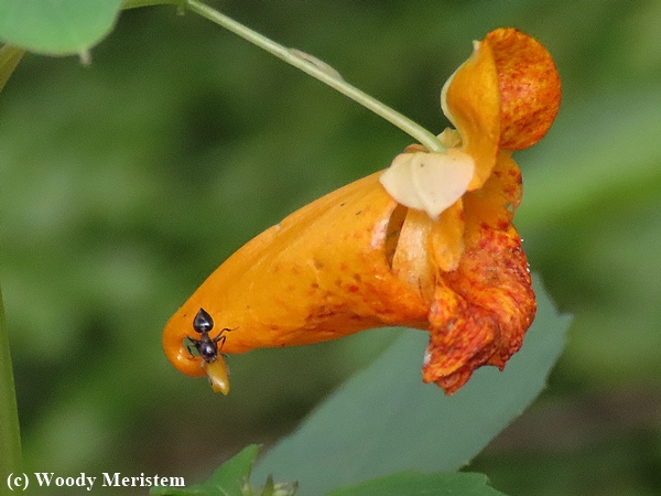 Gall Wasp on Spotted Jewelweed.JPG