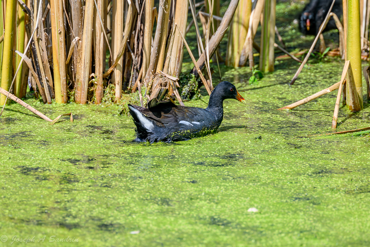 Gallinule_01.jpg