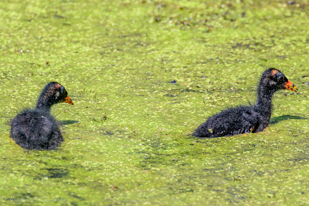 Gallinule_02.jpg