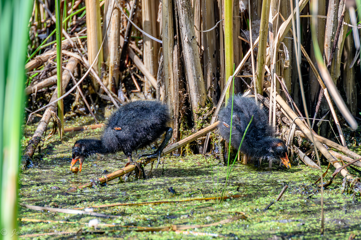 Gallinule_03.jpg