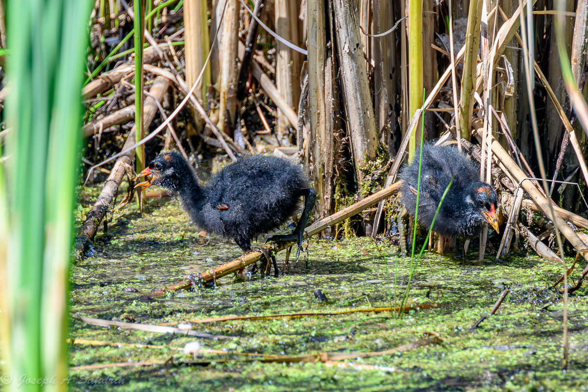 Gallinule_04.jpg