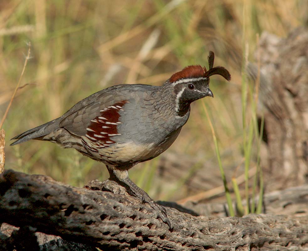  Gambel's Quail Gray Hawk  Gambel's Quail (53).jpg