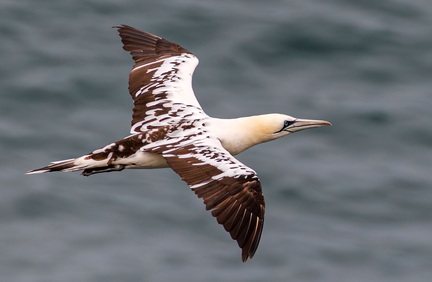 Gannet in flight.jpg