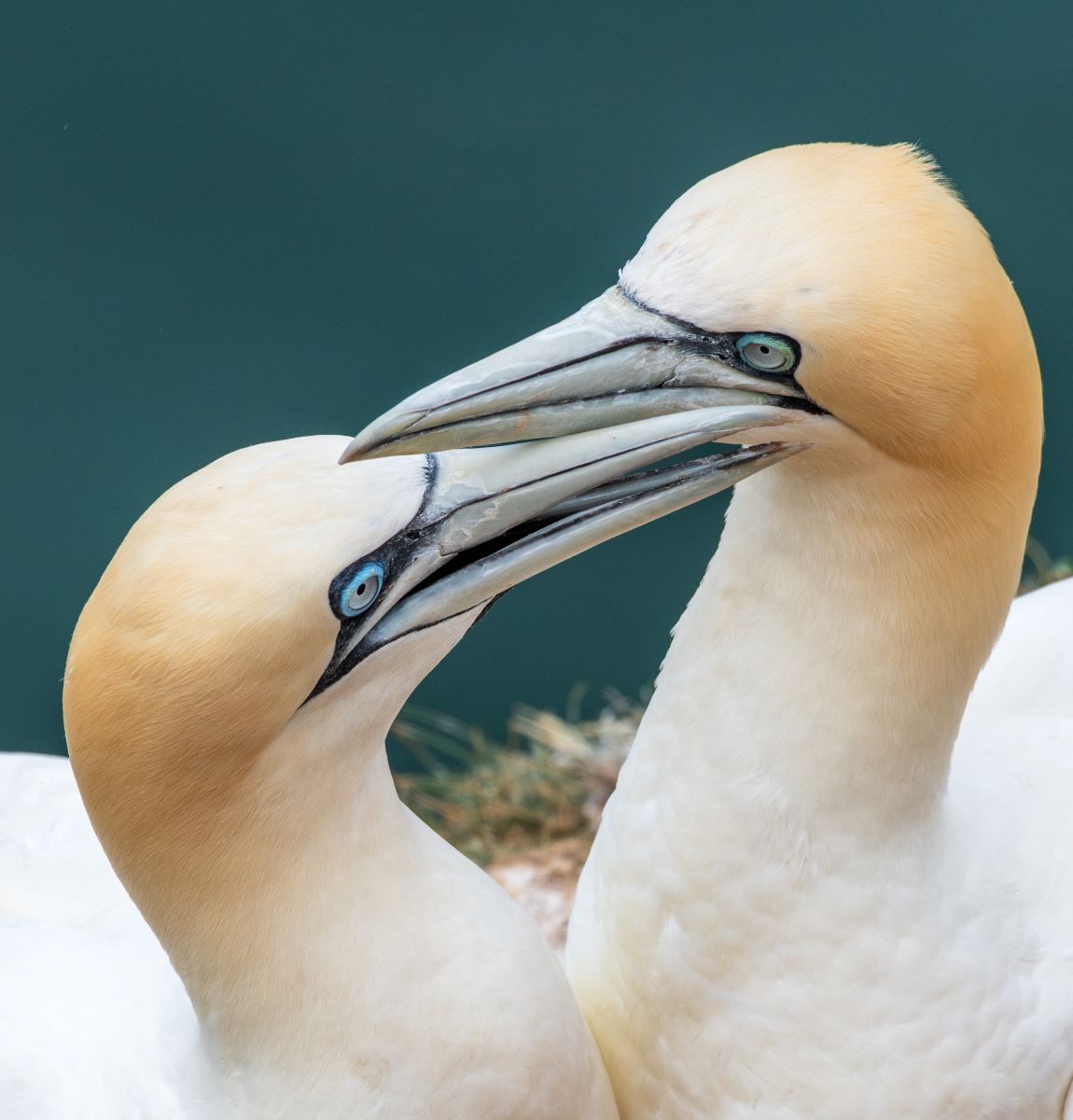 Gannets headshot.jpg