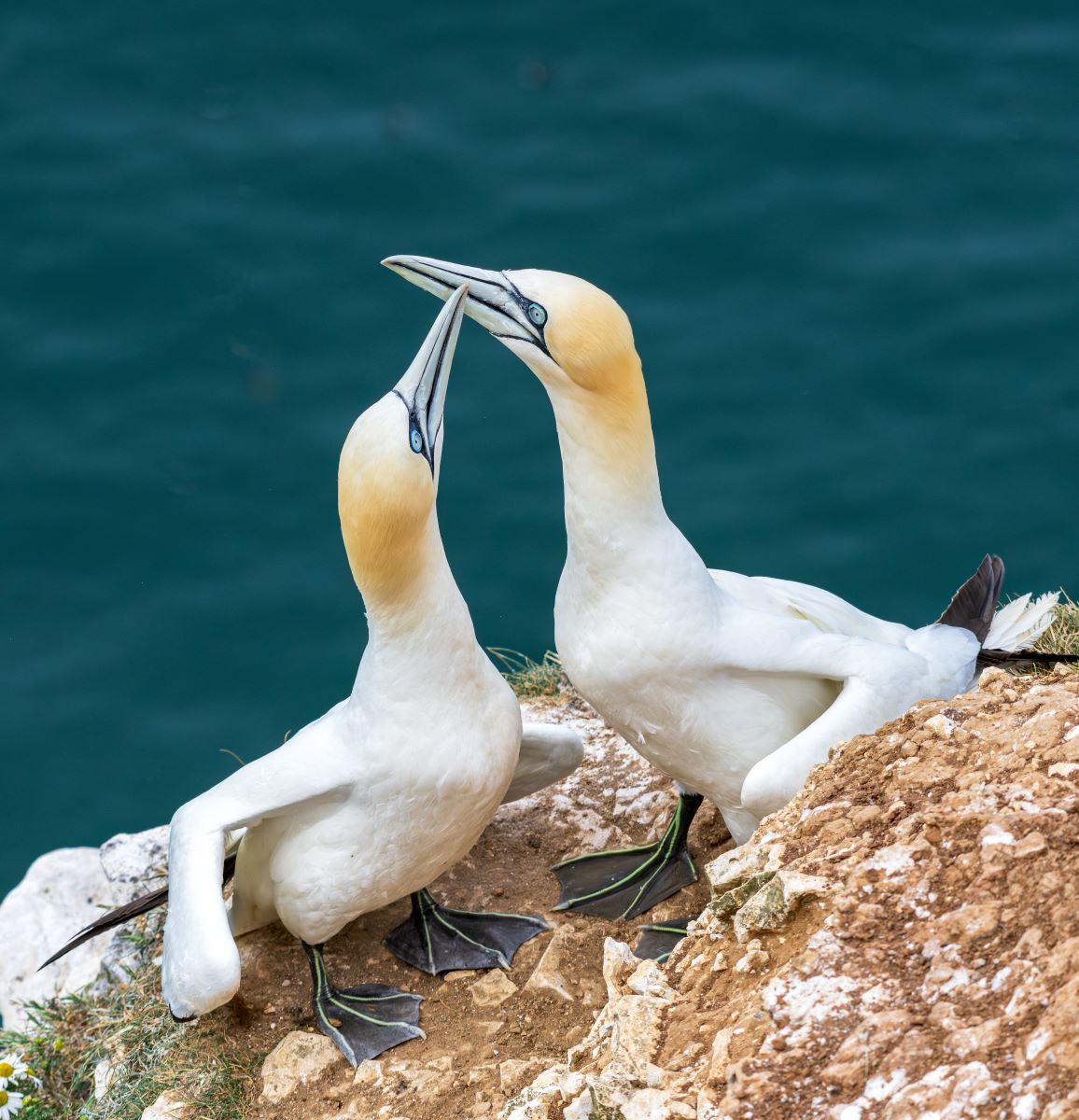 Gannets.jpg