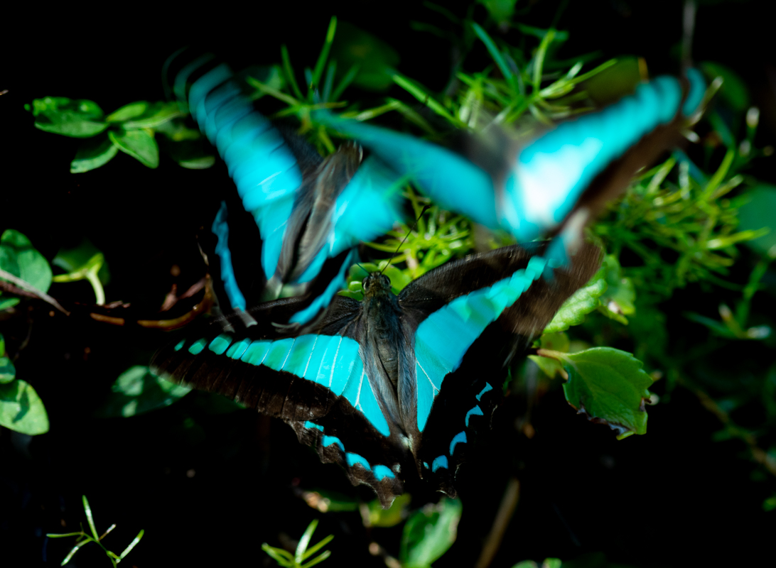 Garden Butterfly.jpg
