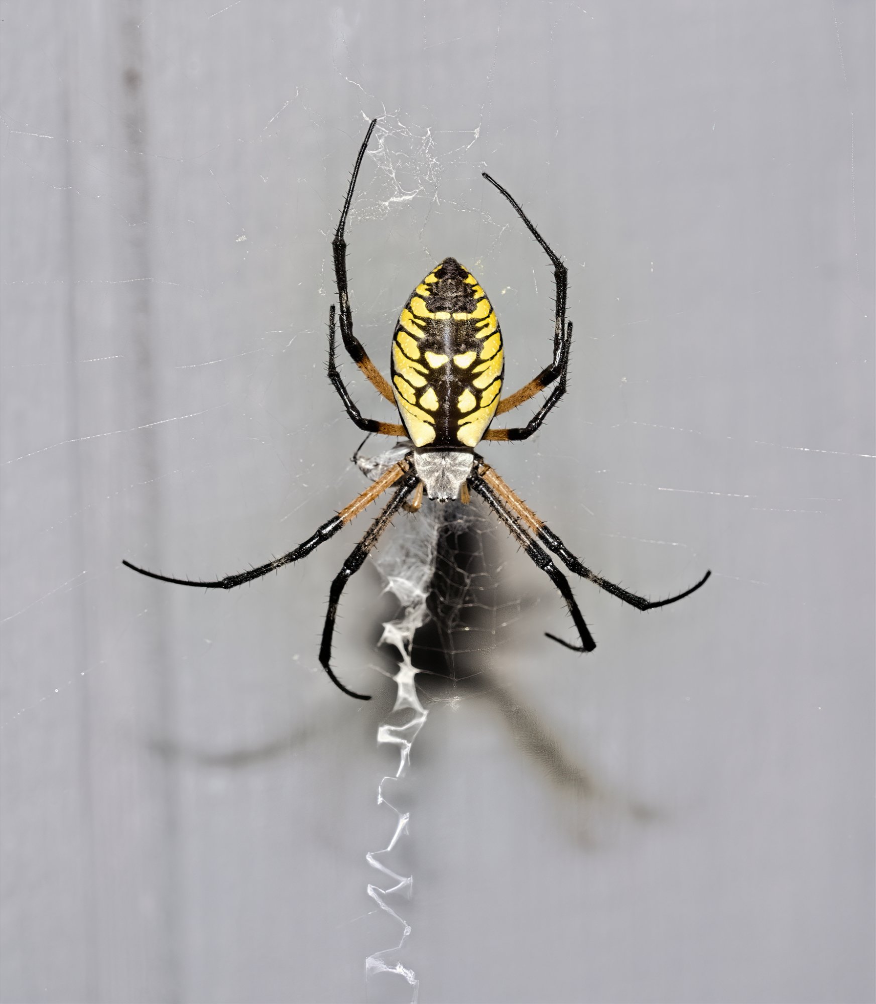 Garden Spider for web 4Sep2020.jpg