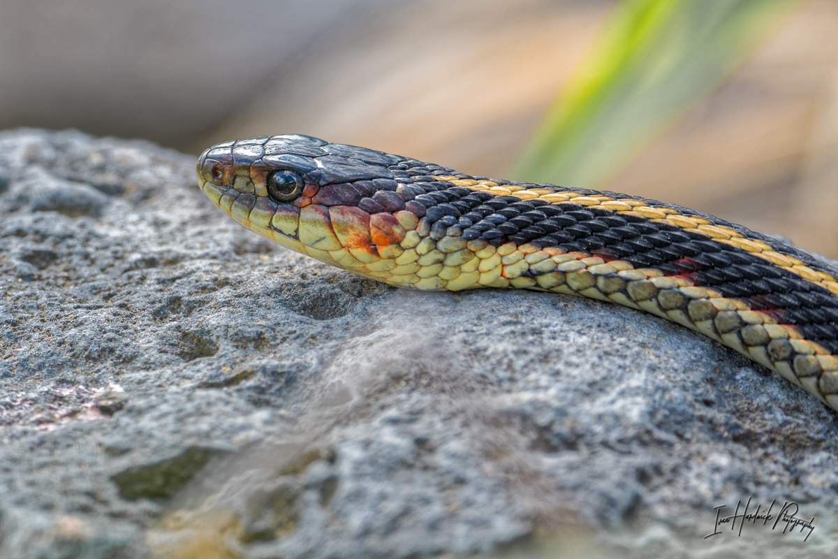 Garter Snake-0608-IMG_00001-2.jpg