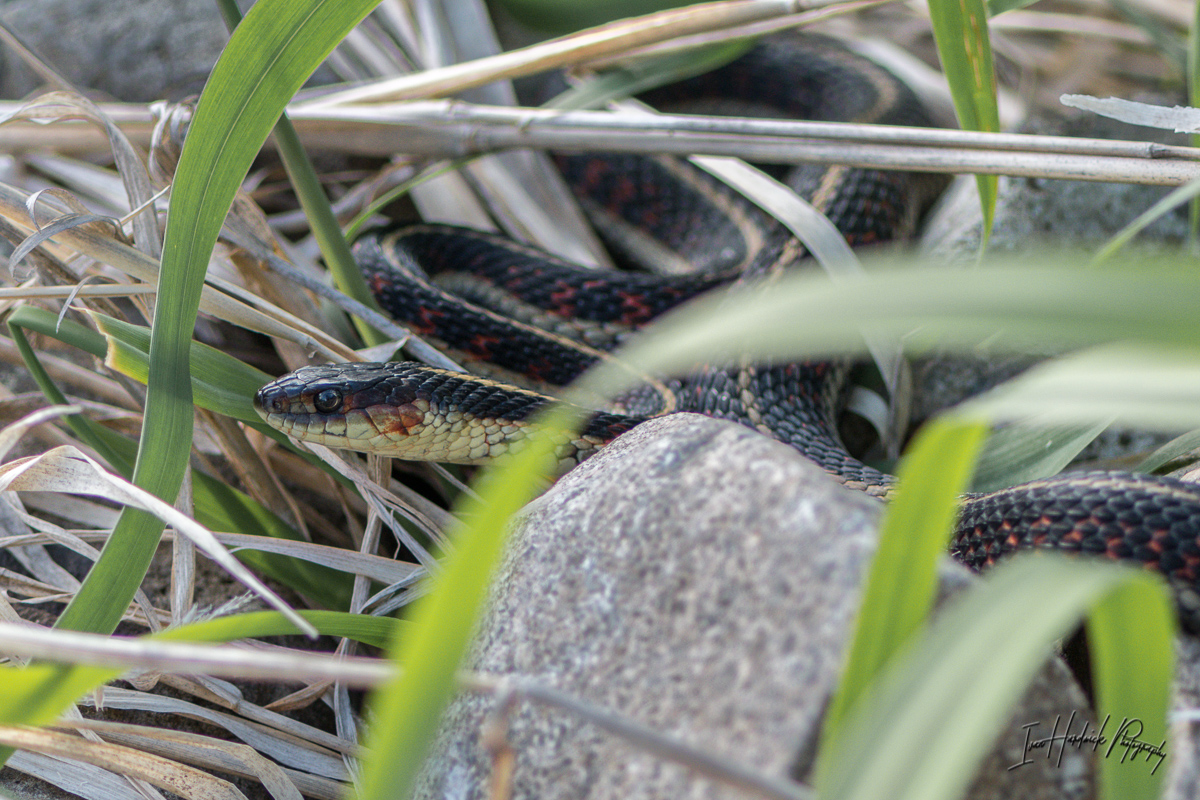 Garter Snake-0608-IMG_00001.jpg
