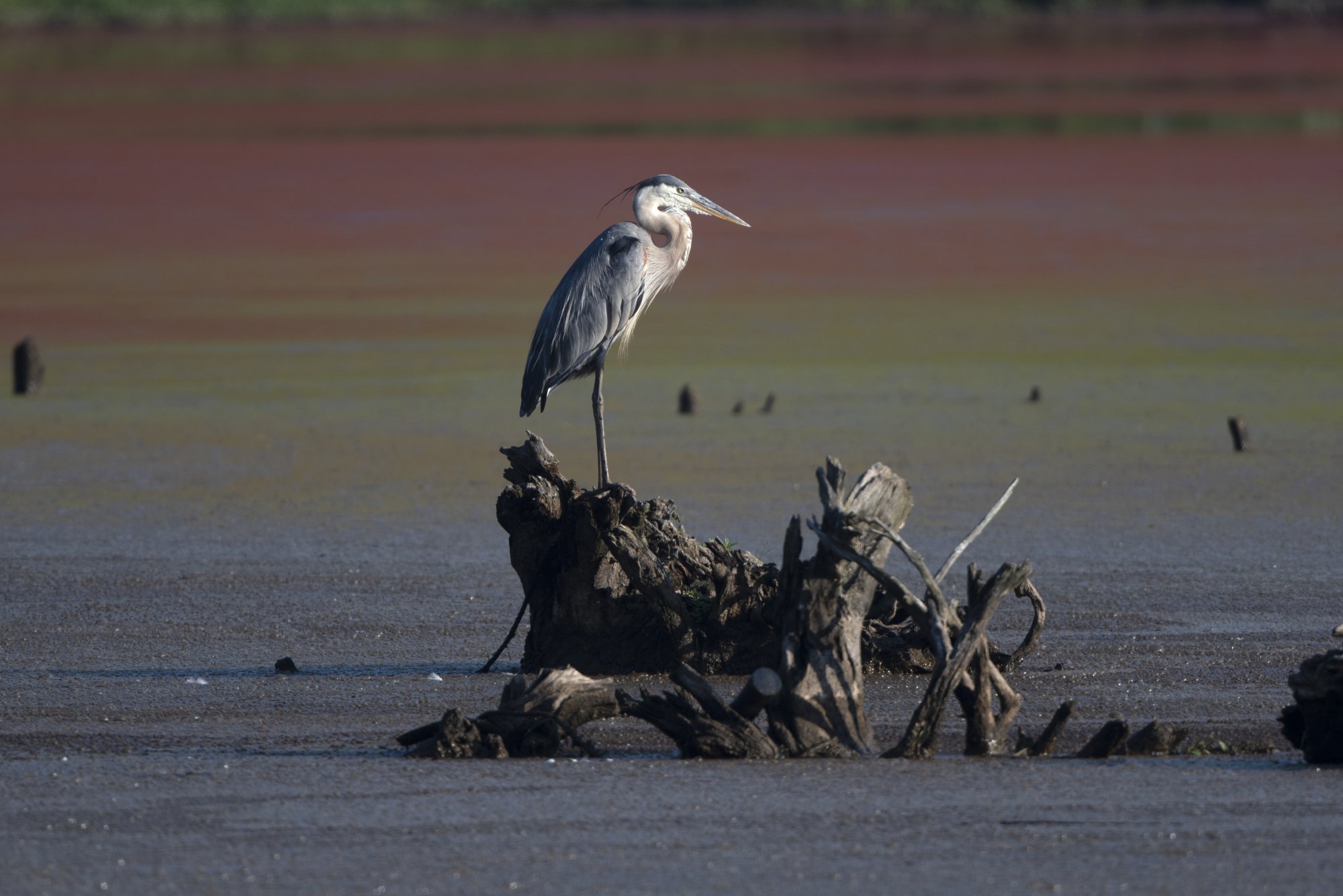 GBH (500mm PF + 1.4TC).jpg