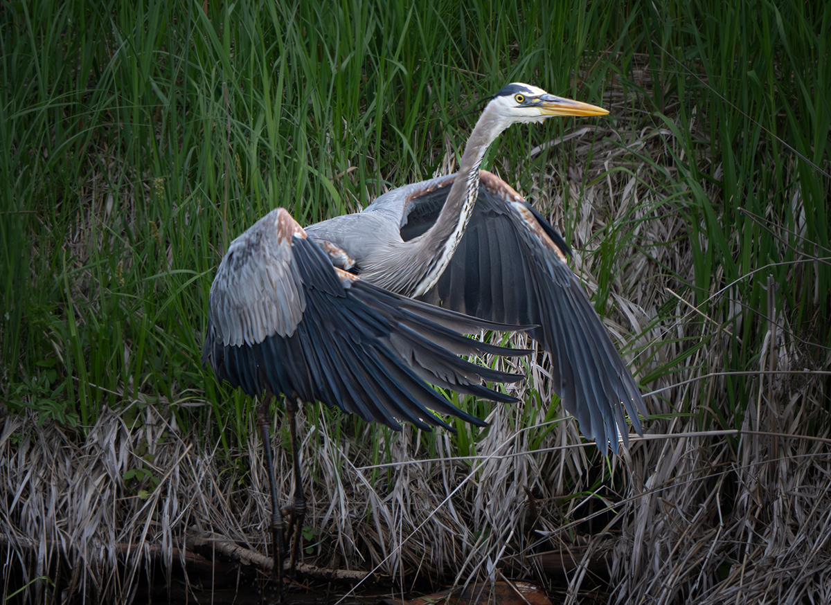 GBH fishing takeoff 6478.jpg