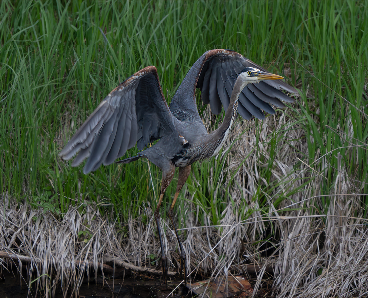 GBH fishing takeoff 6479.jpg