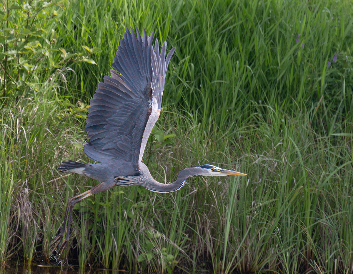 GBH in flight Floodway July 2024 8864.jpg