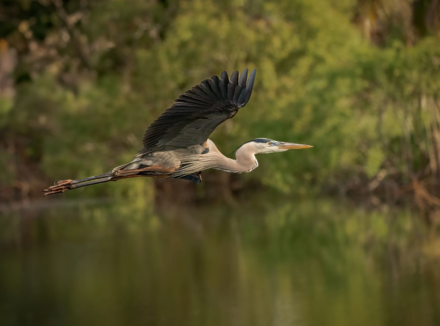 GBH in flight green background (1 of 1)1500.jpg