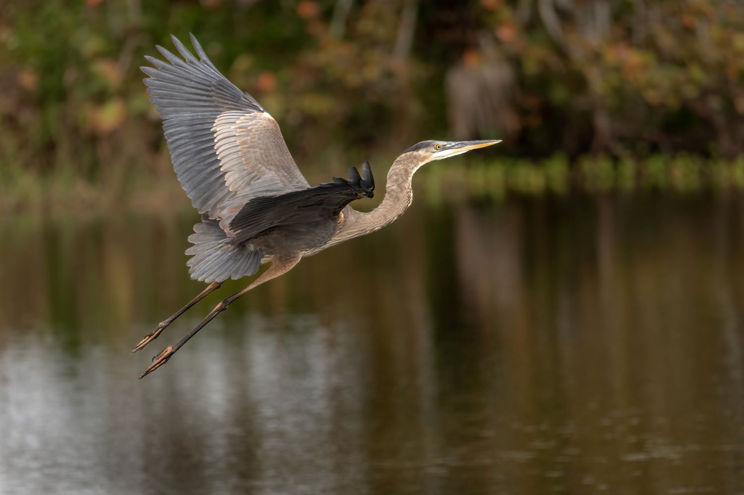 GBH in flight Rookery 2-21-23 (1 of 1)1500.jpg