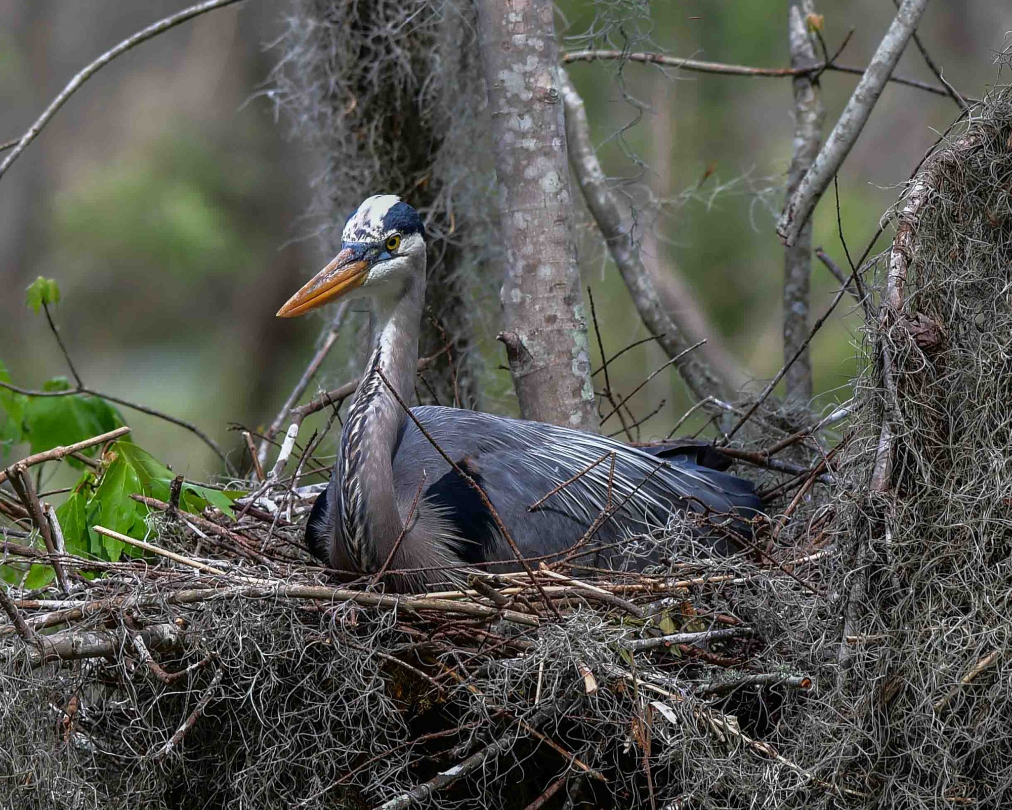 GBH on Nest-101.jpg