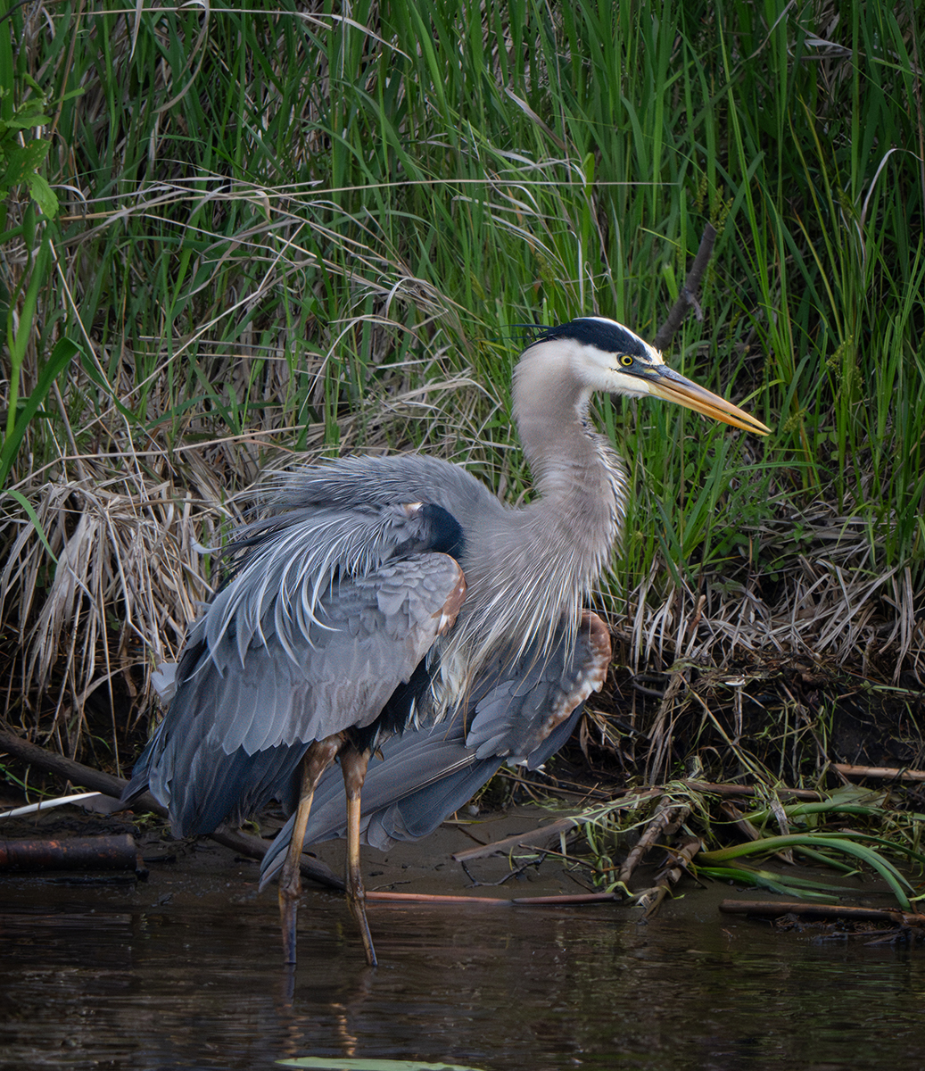 GBH stalking fish and frogs 6487.jpg