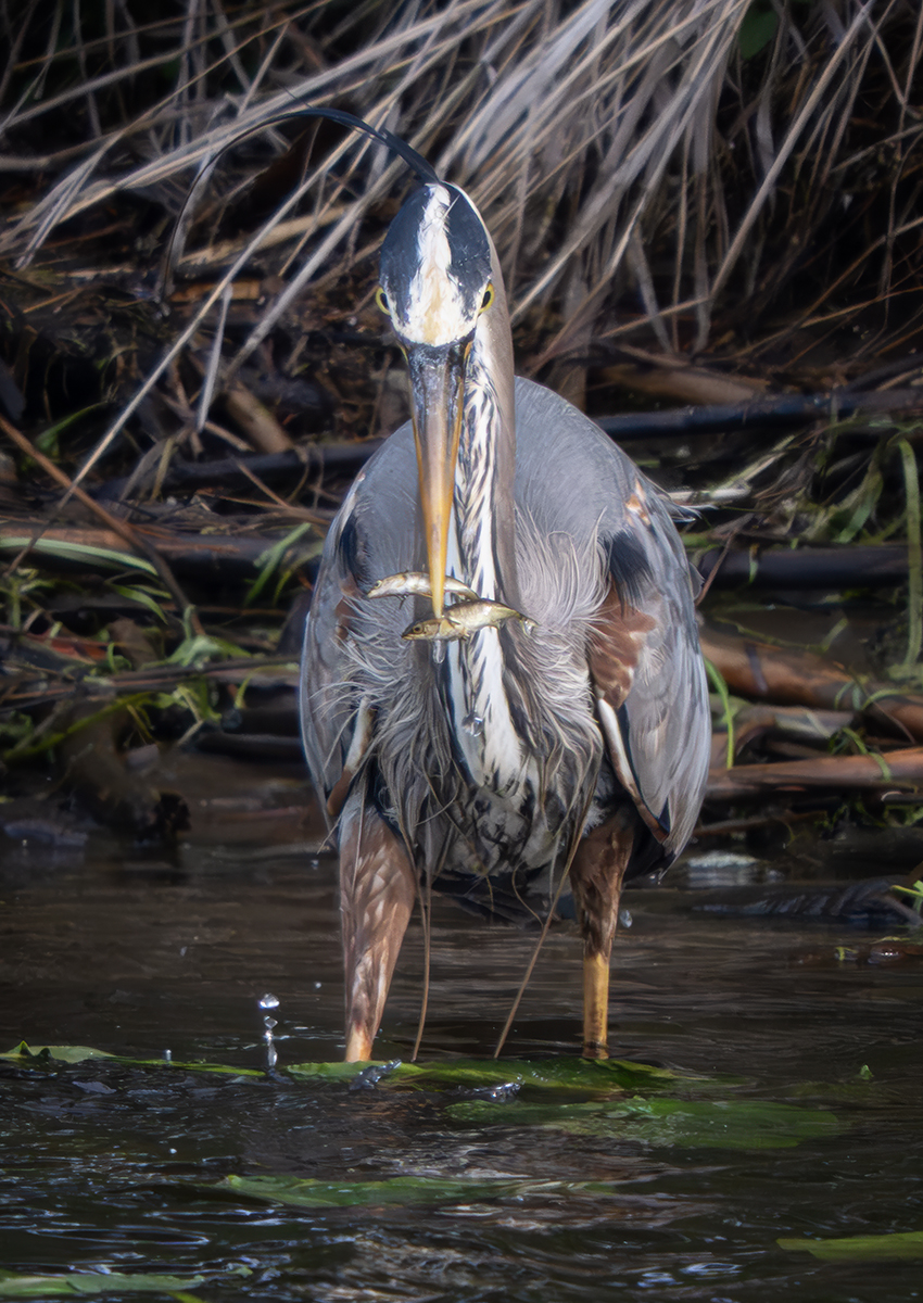 GBH with 2 fish 6249.jpg