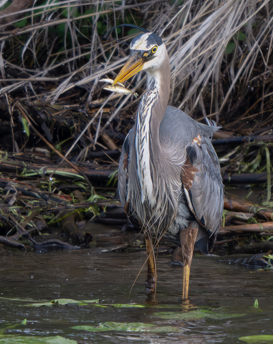 GBH with 2 fish 6252.jpg