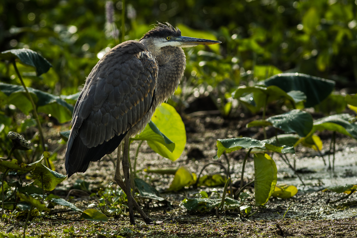 Great Blue Herons at the Sloughs Wildlife Management Area - Henderson ...