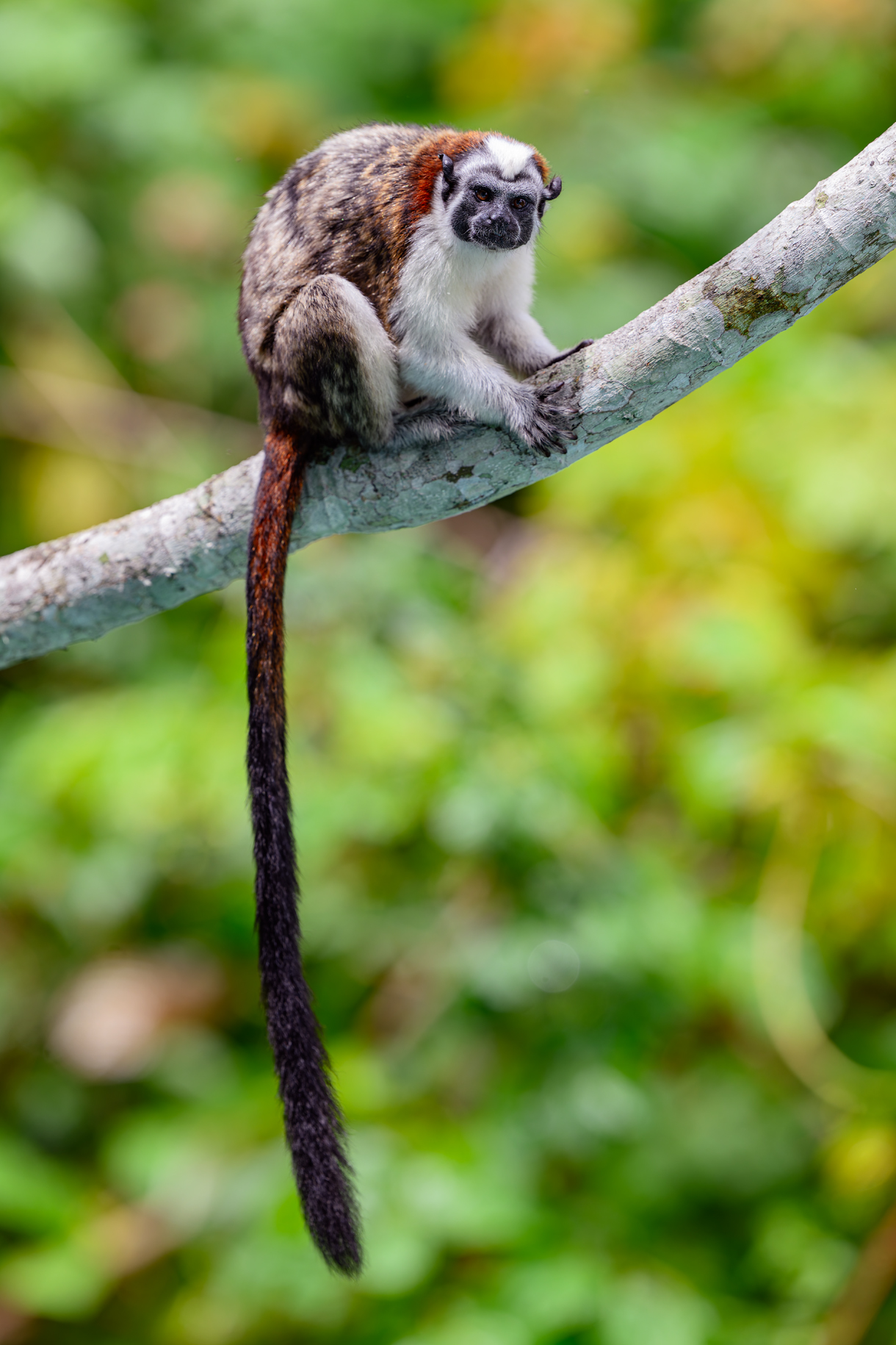 Geoffreys_Tamarin_BCG_Z9N0635.jpg