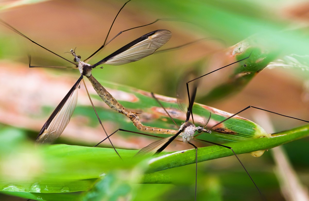 Giant Mosquitoes.jpg
