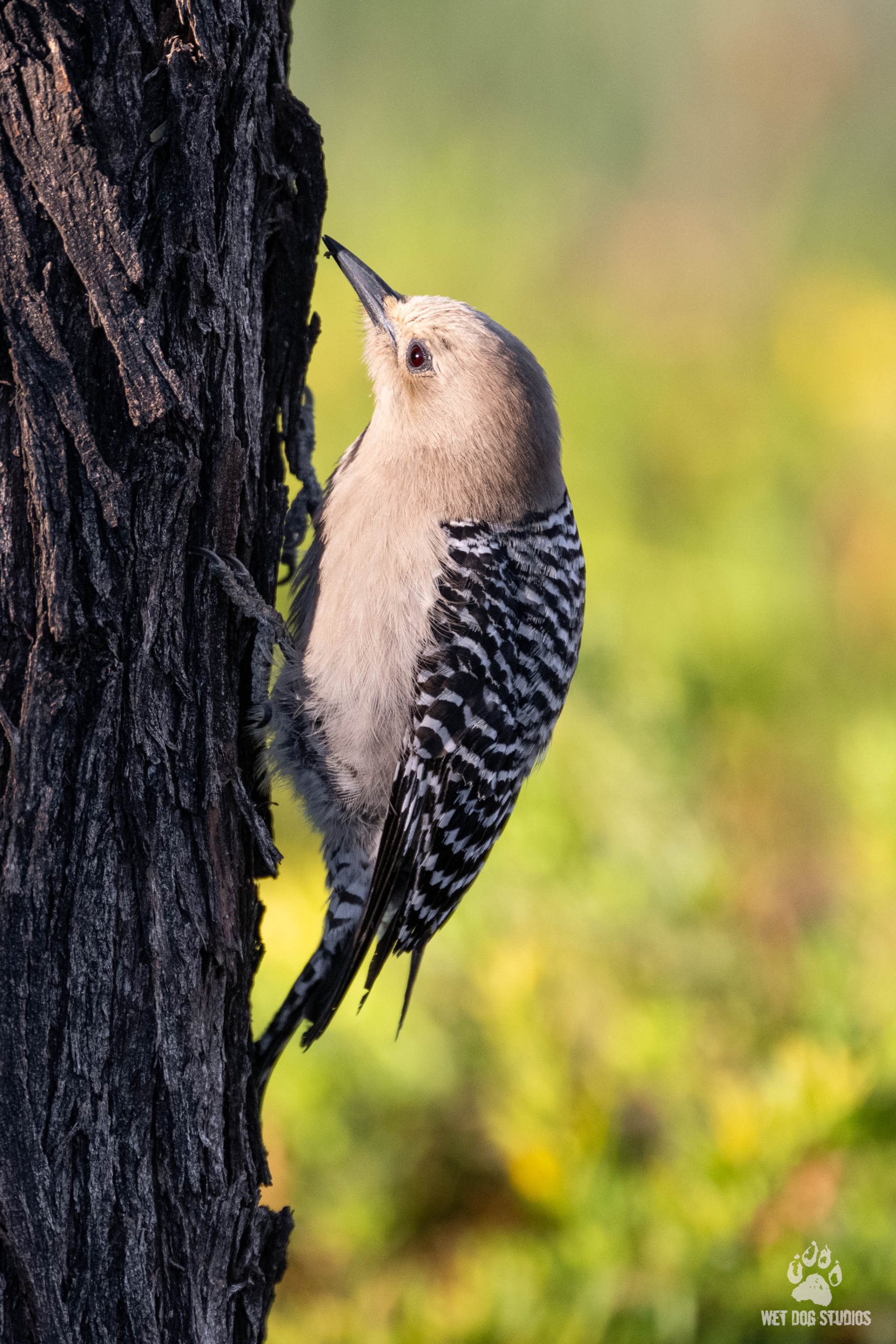 Gila Woodpecker (1 of 1).jpg