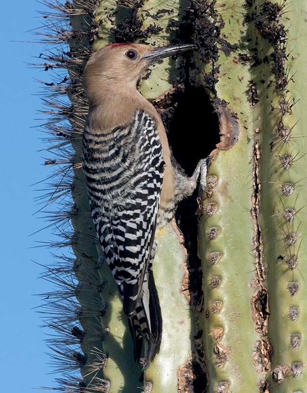 Gila woodpecker 850_2139.jpg