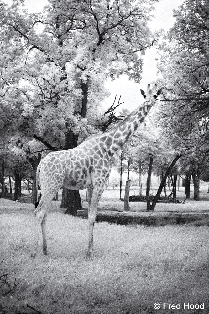 giraffe 1225raw.jpg