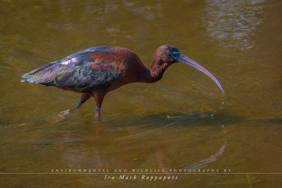 Glossy Ibis.jpg