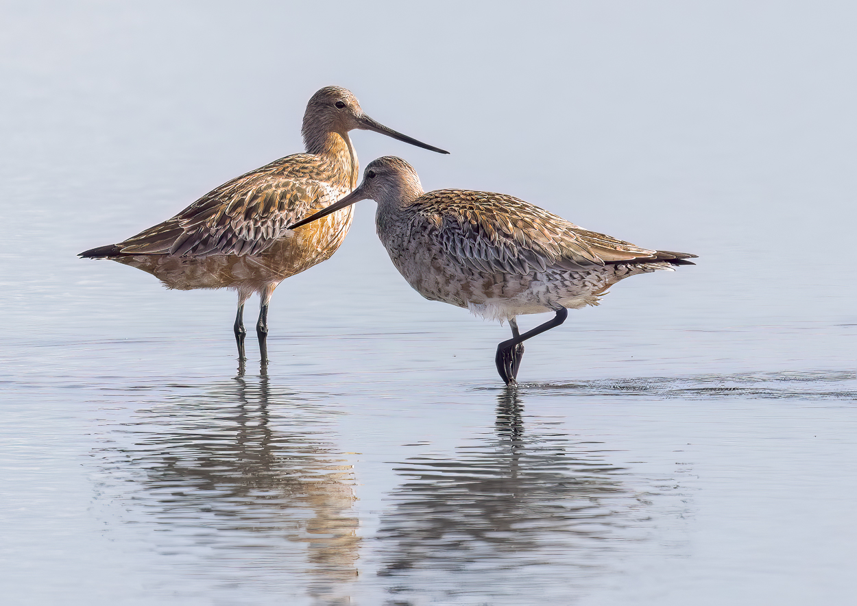 Bar-tailed Godwits : Limosa lapponica