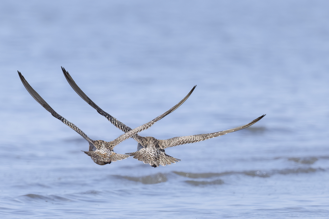 Bar-tailed Godwits in flight : Moreton Bay, Brisbane