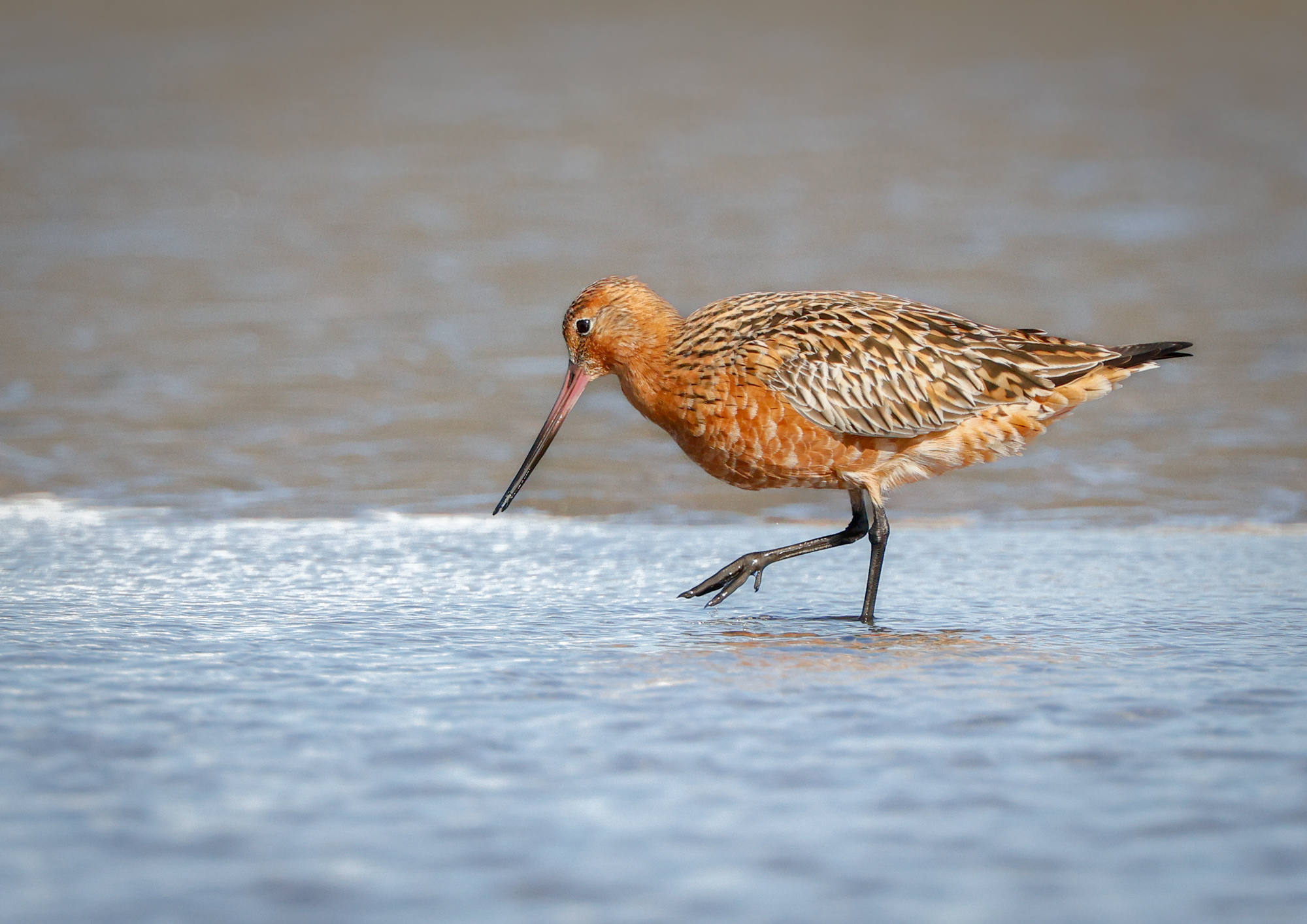 Male Bar-tailed Godwit in Breeding Plumage