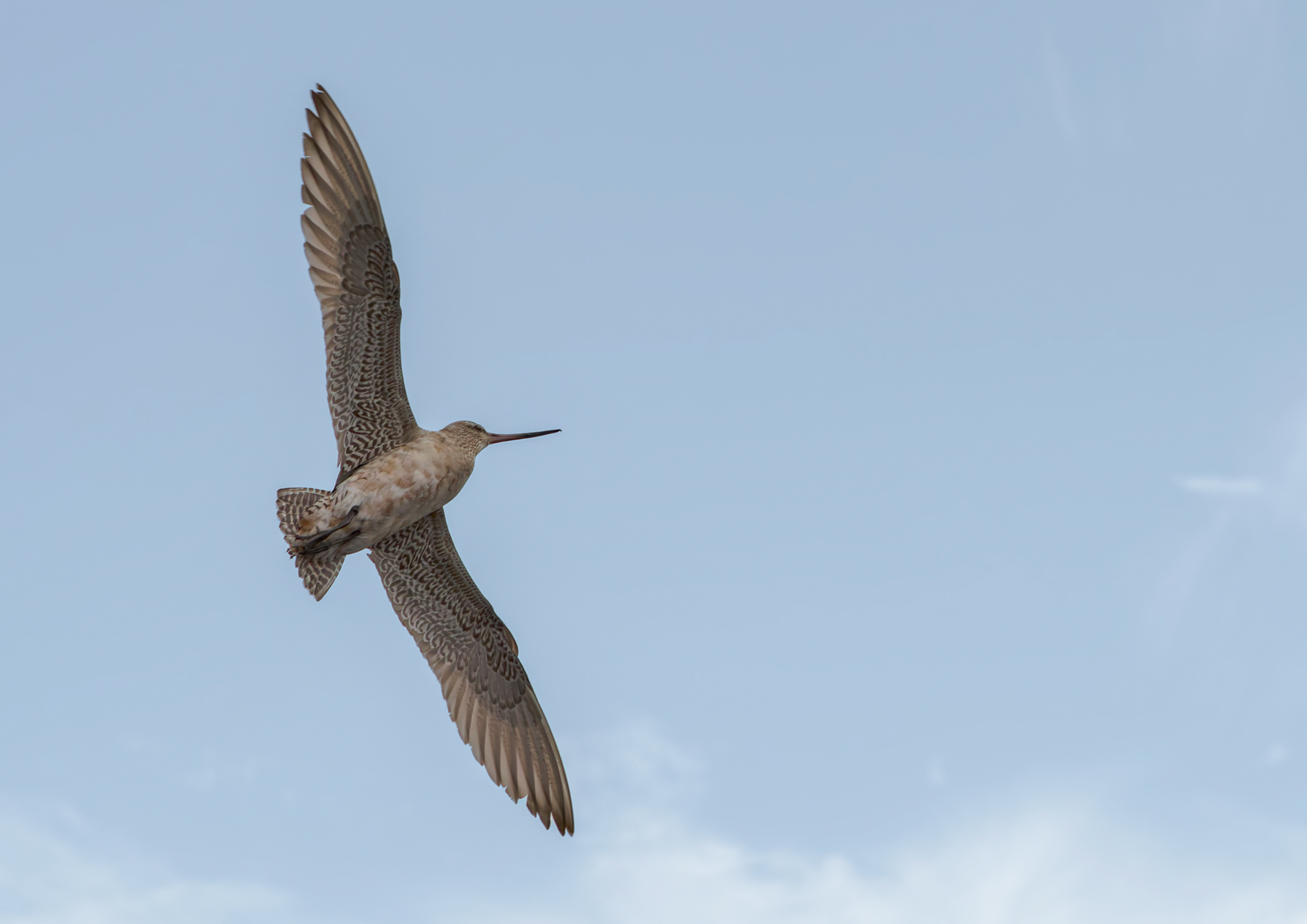Female Bar-tailed Godwit in Flight