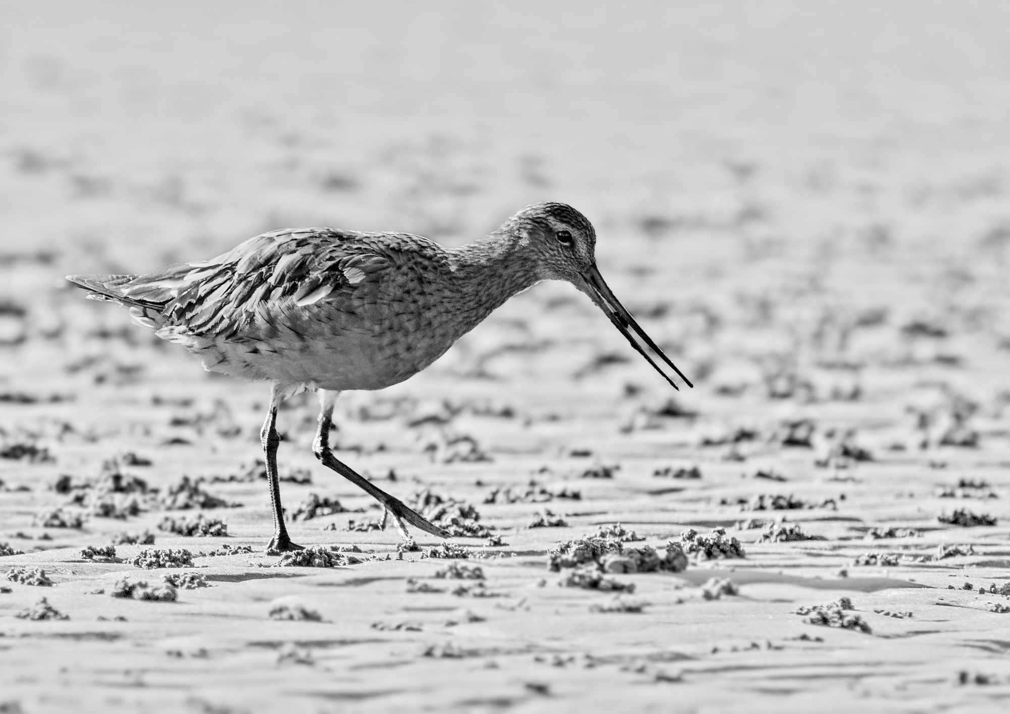 Bar-tailed Godwitt : Brighton Mudflats, Brisbane