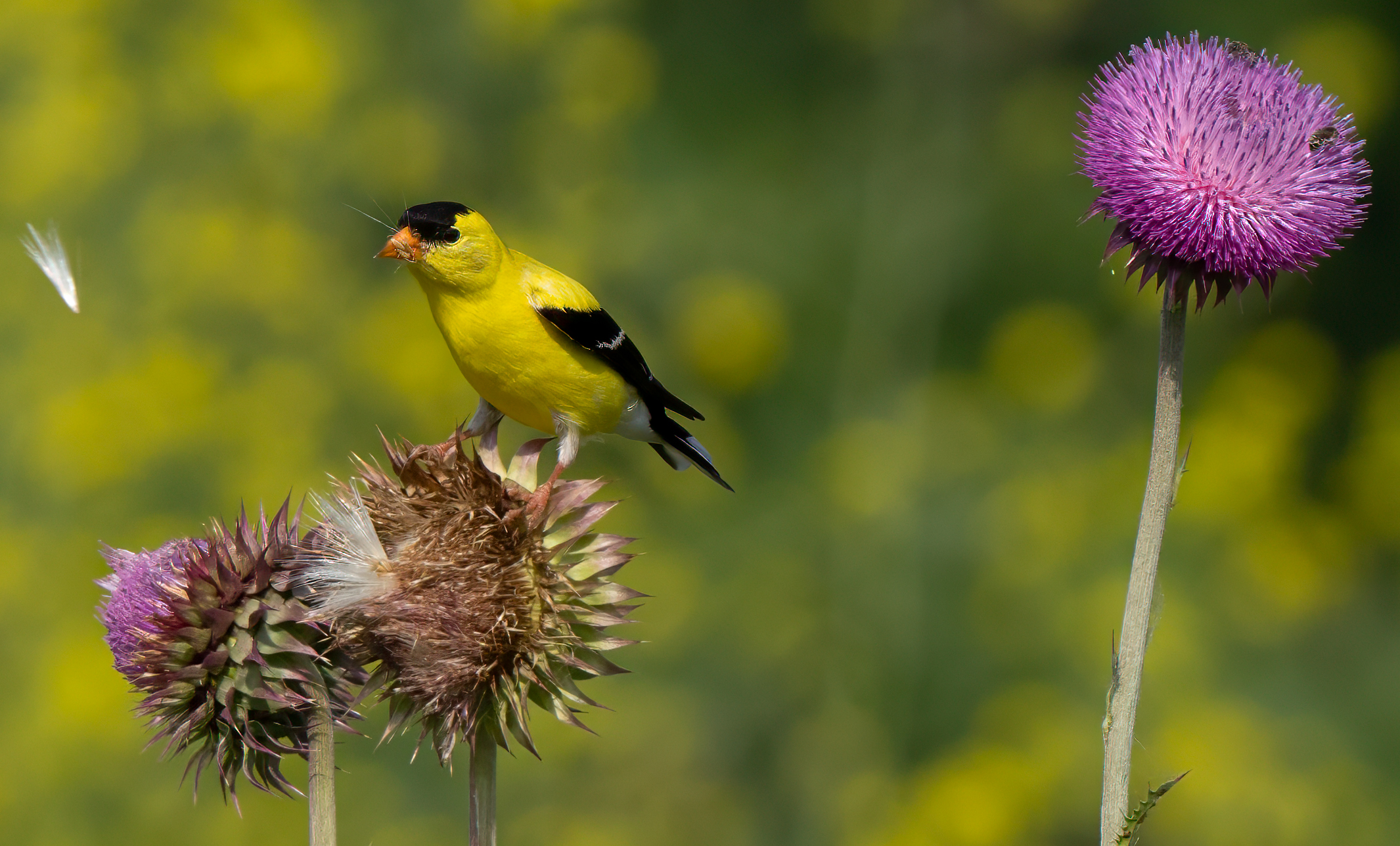 gold finch wide view.jpg