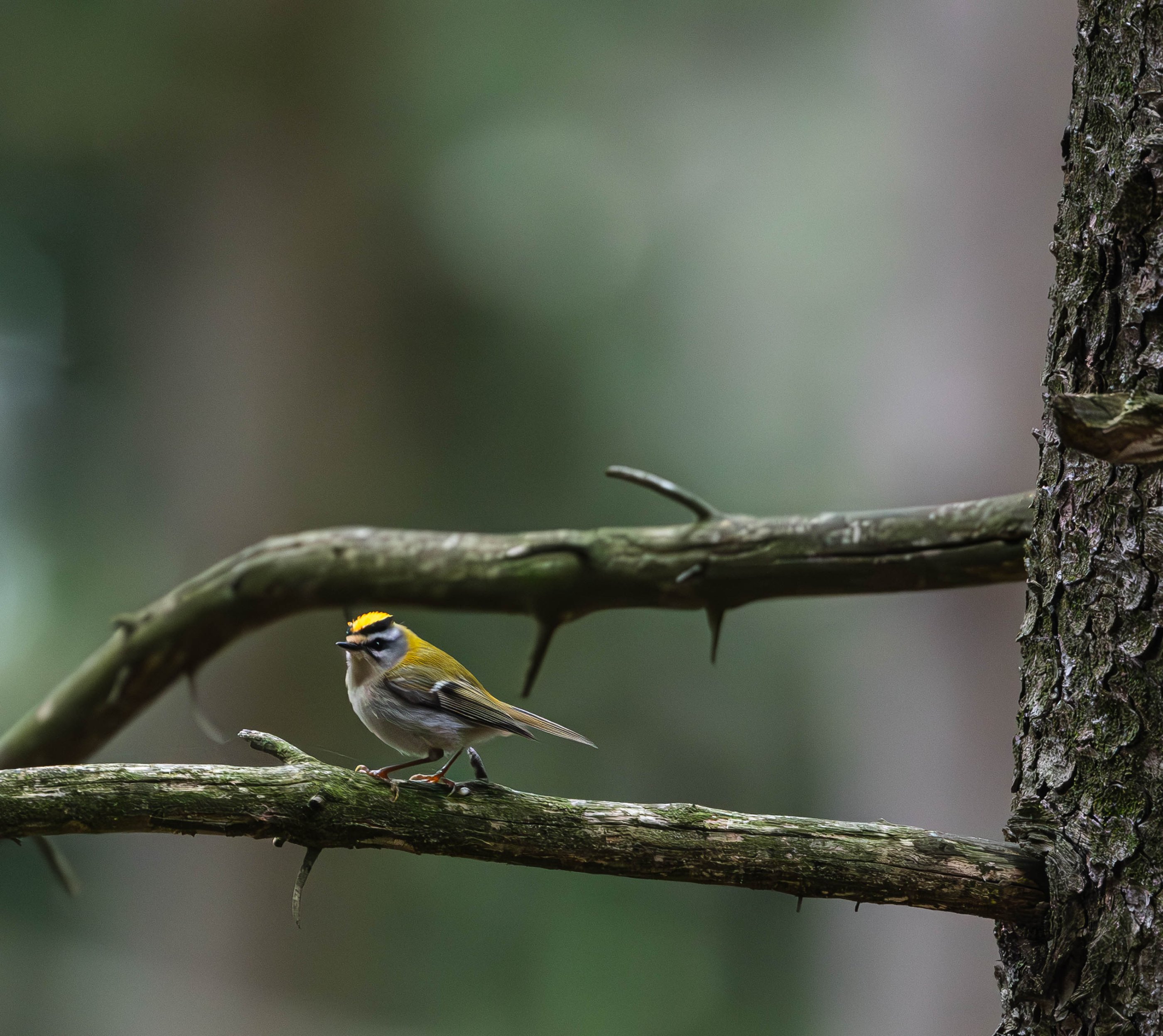 Golden Crowned Kinglet.jpg