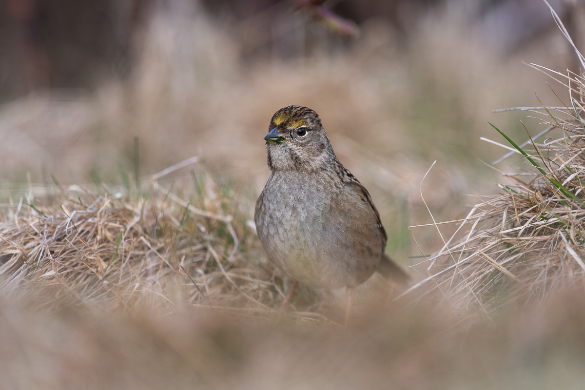 Golden Crowned sparrow-0227-IMG_00001.jpg
