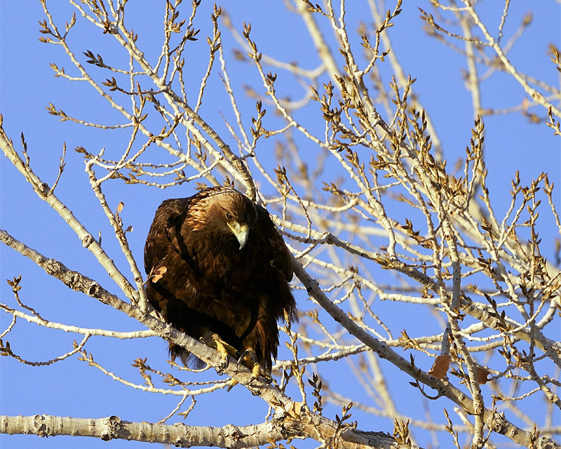 Golden Eagle in a Tree.jpg