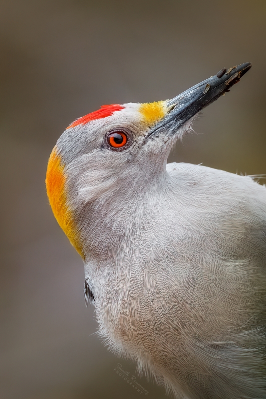 Golden-fronted-woodpecker-5-(Melanerpes-aurifrons)-01.jpeg